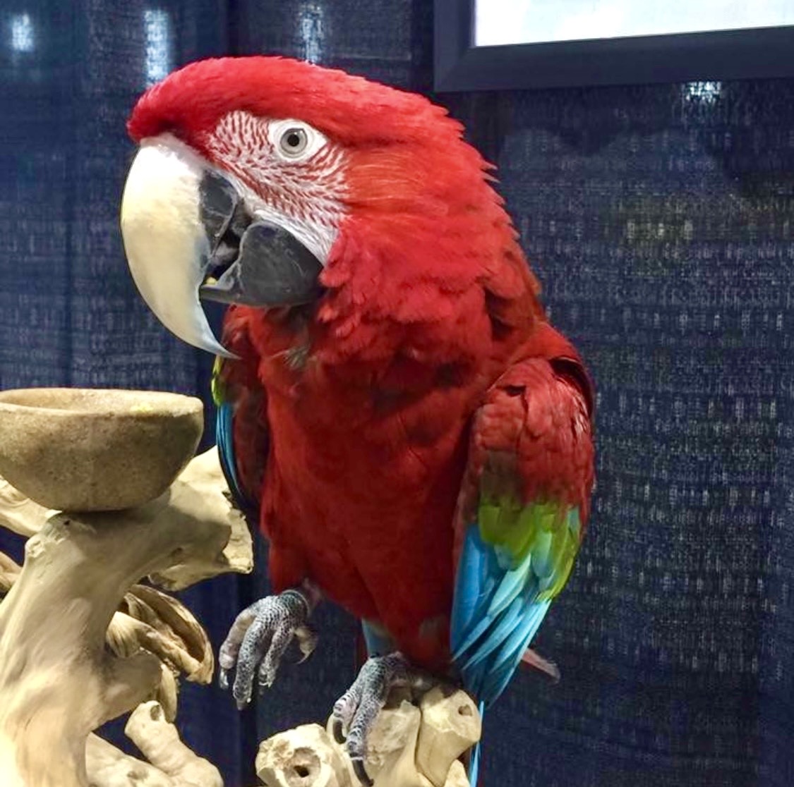 Ara chloroptère